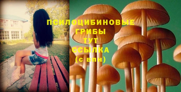 apvp Алзамай